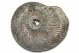 Iridescent, Pyritized Ammonite (Quenstedticeras) Fossil - Russia #336219-1